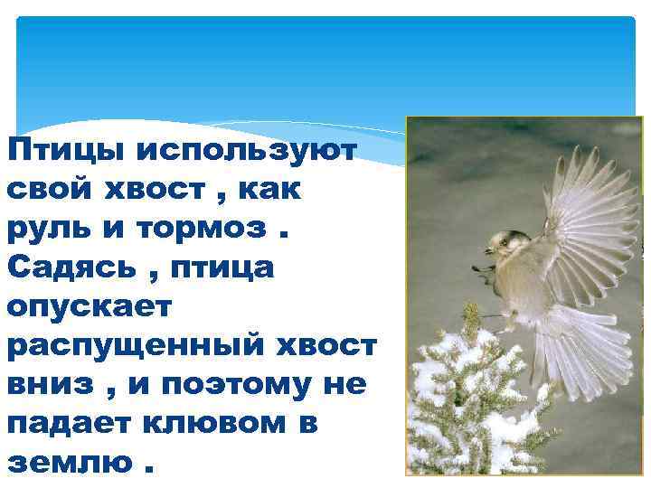 Птицы используют свой хвост , как руль и тормоз. Садясь , птица опускает распущенный