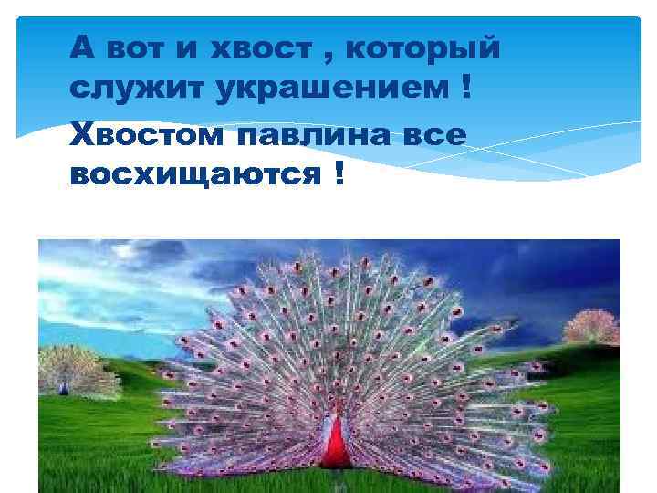 А вот и хвост , который служит украшением ! Хвостом павлина все восхищаются !