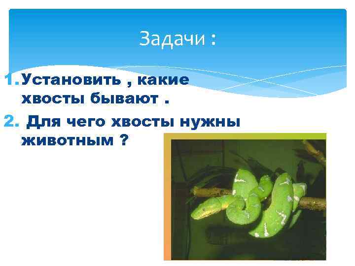 Задачи : 1. Установить , какие хвосты бывают. 2. Для чего хвосты нужны животным