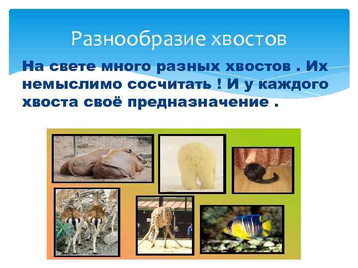 Разнообразие хвостов На свете много разных хвостов. Их немыслимо сосчитать ! И у каждого