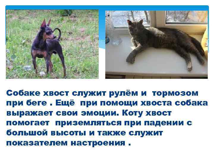 Собаке хвост служит рулём и тормозом при беге. Ещё при помощи хвоста собака выражает