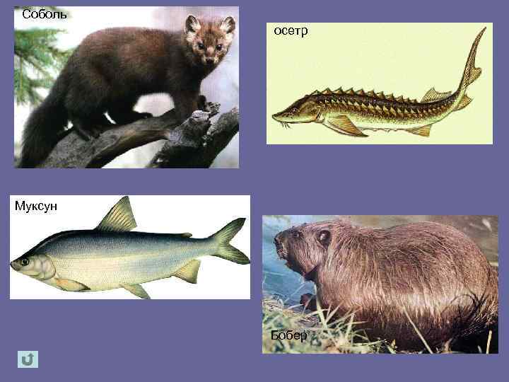Соболь осетр Муксун Бобер 