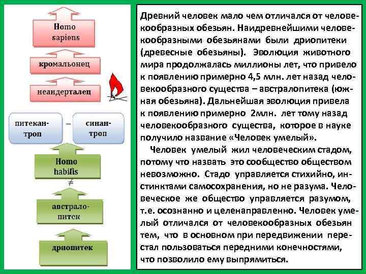 Древний человек мало чем отличался от человекообразных обезьян. Наидревнейшими человекообразными обезьянами были дриопитеки (древесные