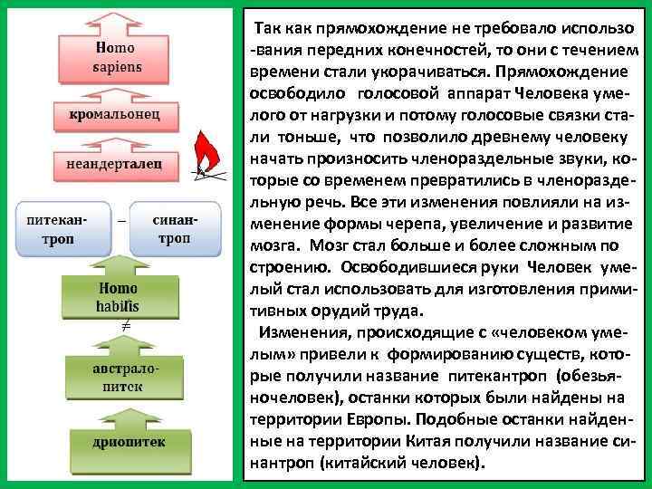 Так как прямохождение не требовало использо -вания передних конечностей, то они с течением времени