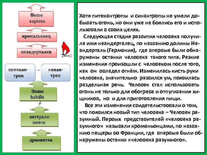 Хотя питекантропы и синантропы не умели добывать огонь, но они уже не боялись его