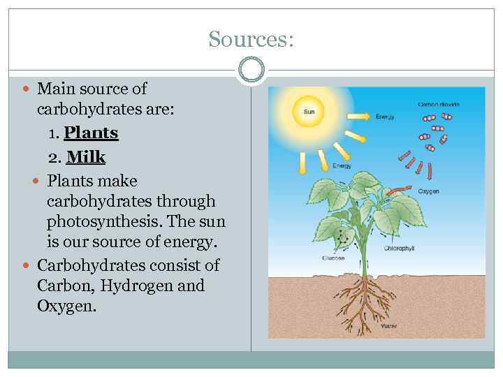 Sources: Main source of carbohydrates are: 1. Plants 2. Milk Plants make carbohydrates through