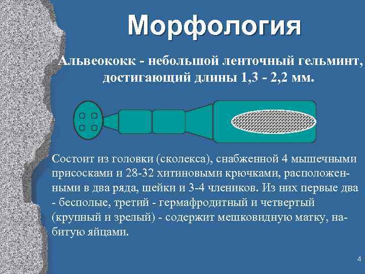 Морфология Альвеококк - небольшой ленточный гельминт, достигающий длины 1, 3 - 2, 2 мм.