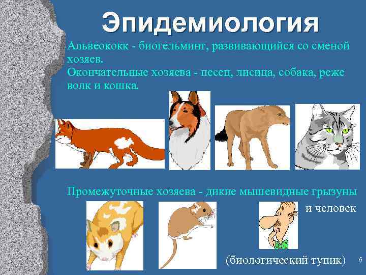 Эпидемиология Альвеококк - биогельминт, развивающийся со сменой хозяев. Окончательные хозяева - песец, лисица, собака,