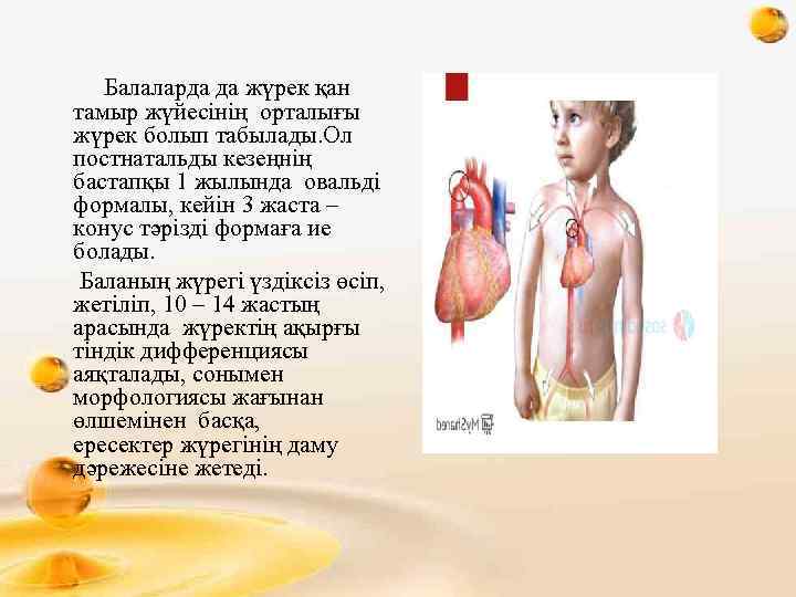  Балаларда да жүрек қан тамыр жүйесінің орталығы жүрек болып табылады. Ол постнатальды кезеңнің