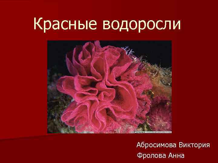 Презентация на тему красные водоросли 6 класс