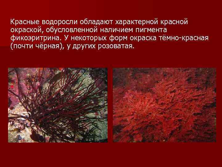 Красной водорослью является. Красные водоросли фикоэритрин. Красные водоросли Филлофора. Красные водоросли биология 8 класс.