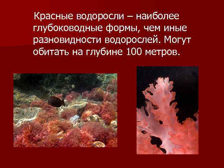 Красные водоросли глубина