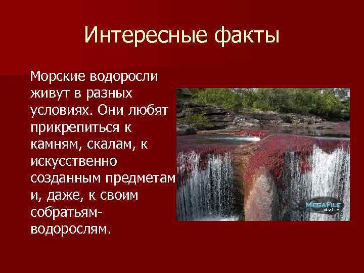 Интересные факты Морские водоросли живут в разных условиях. Они любят прикрепиться к камням, скалам,