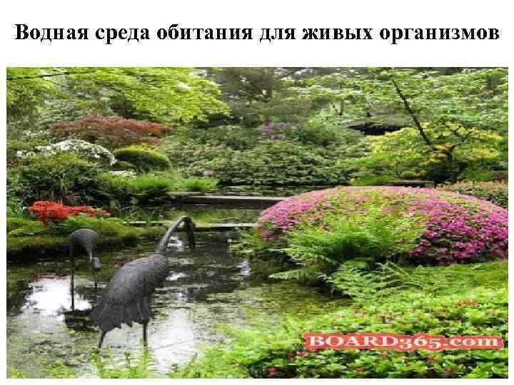 Водная среда обитания для живых организмов 