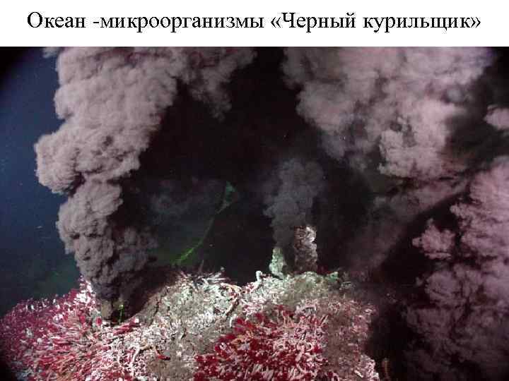 Океан -микроорганизмы «Черный курильщик» 