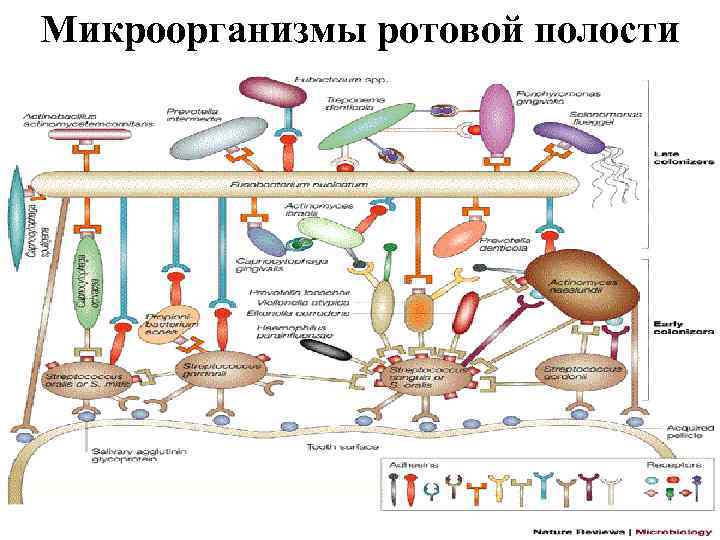 Микроорганизмы ротовой полости 