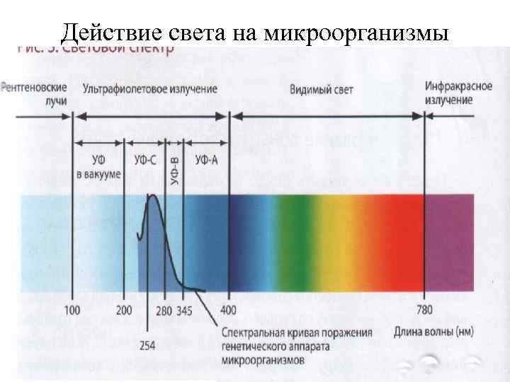 Свет действие. Воздействие ультрафиолетовых лучей на бактерии. Влияние ультрафиолетового излучения на бактерии. Влияние УФ излучения на микроорганизмы. Влияние ультрафиолета на микроорганизмы.