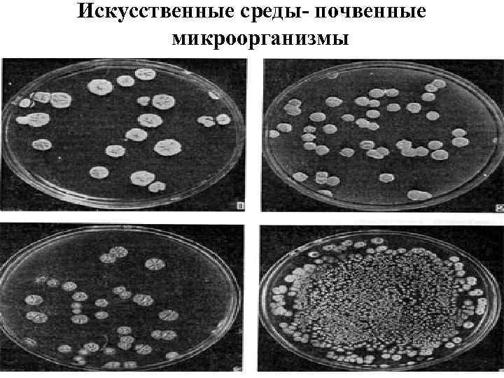 Искусственные среды- почвенные микроорганизмы 