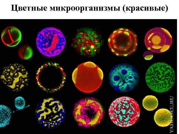 Цветные микроорганизмы (красивые) 