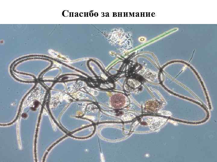 Спасибо за внимание 