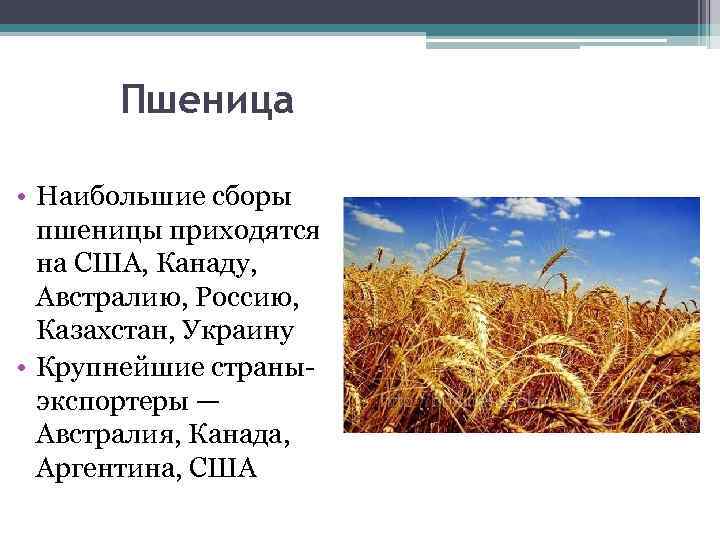 Пшеница • Наибольшие сборы пшеницы приходятся на США, Канаду, Австралию, Россию, Казахстан, Украину •