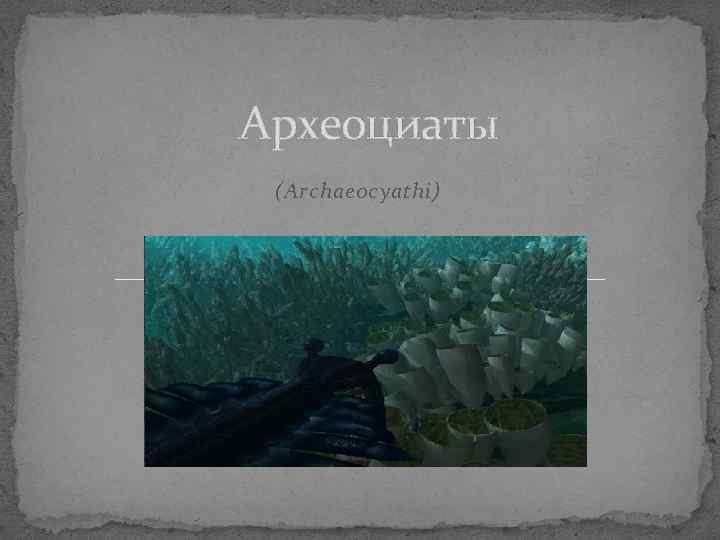 Археоциаты (Archaeocyathi) 