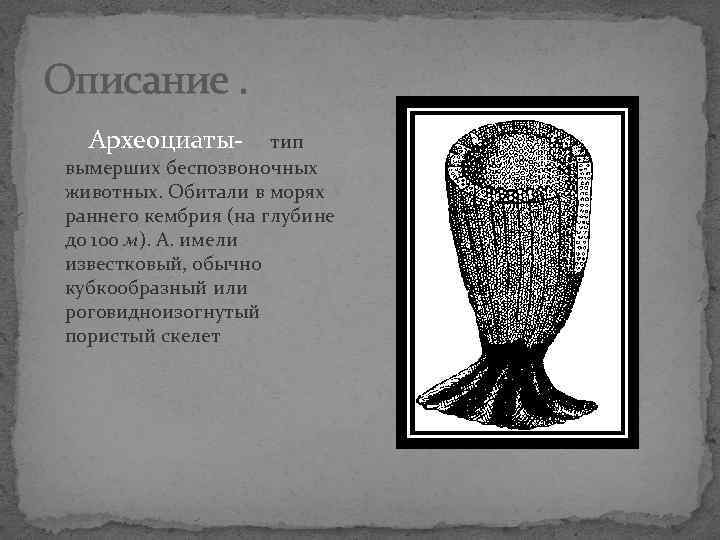 Описание. Археоциаты- тип вымерших беспозвоночных животных. Обитали в морях раннего кембрия (на глубине до