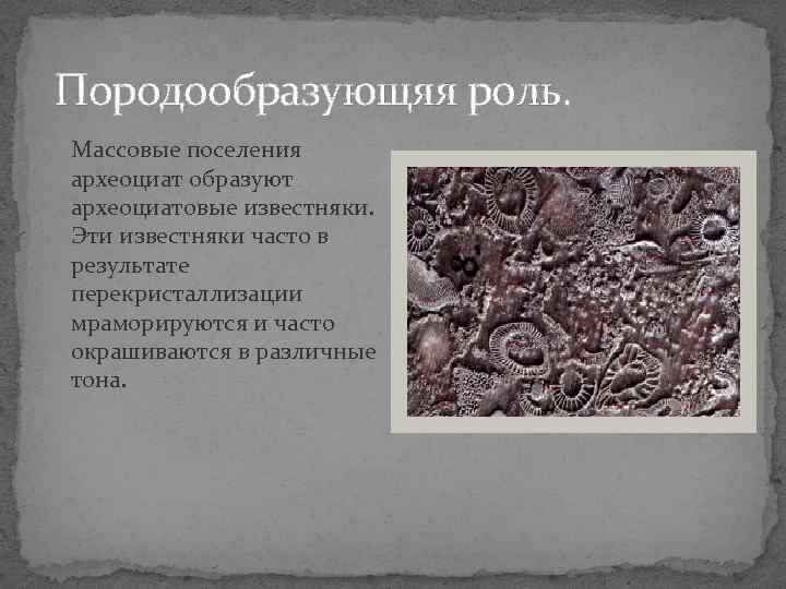 Породообразующяя роль. Массовые поселения археоциат образуют археоциатовые известняки. Эти известняки часто в результате перекристаллизации