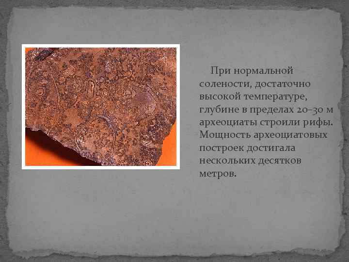  При нормальной солености, достаточно высокой температуре, глубине в пределах 20– 30 м археоциаты