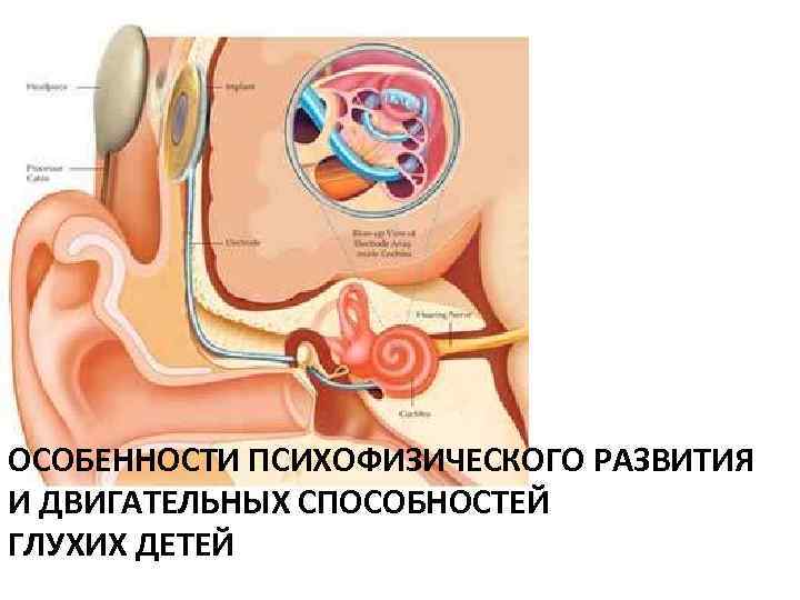 ОСОБЕННОСТИ ПСИХОФИЗИЧЕСКОГО РАЗВИТИЯ И ДВИГАТЕЛЬНЫХ СПОСОБНОСТЕЙ ГЛУХИХ ДЕТЕЙ 