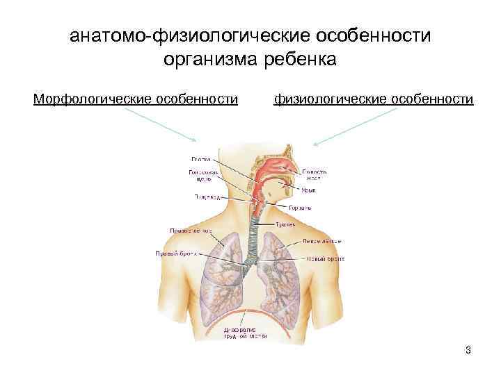 анатомо физиологические особенности организма ребенка Морфологические особенности физиологические особенности 3 