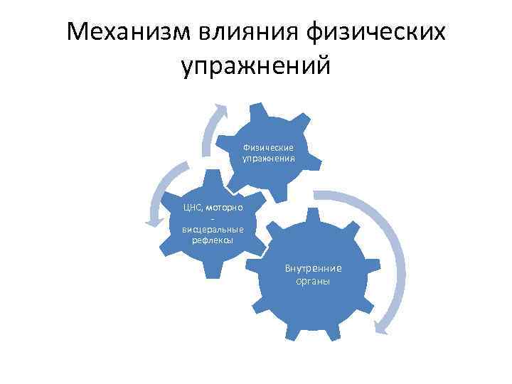 Механизм влияния физических упражнений Физические упражнения ЦНС, моторно висцеральные рефлексы Внутренние органы 