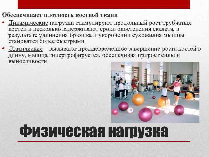 Обеспечивает плотность костной ткани • Динамические нагрузки стимулируют продольный рост трубчатых костей и несколько