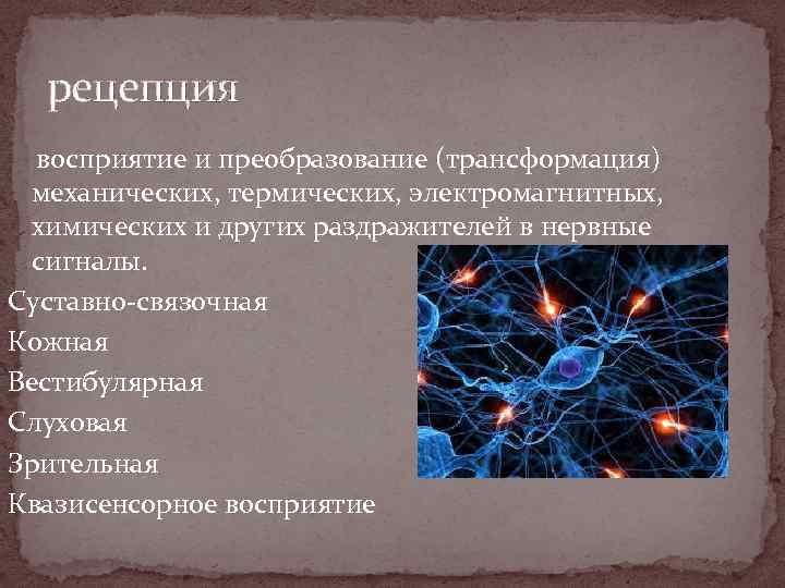 рецепция восприятие и преобразование (трансформация) механических, термических, электромагнитных, химических и других раздражителей в нервные