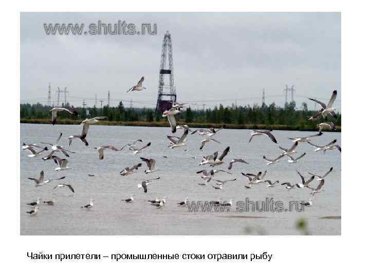 Чайки прилетели – промышленные стоки отравили рыбу 