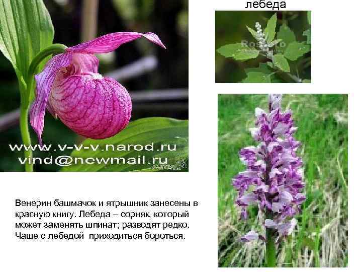 лебеда Венерин башмачок и ятрышник занесены в красную книгу. Лебеда – сорняк, который может