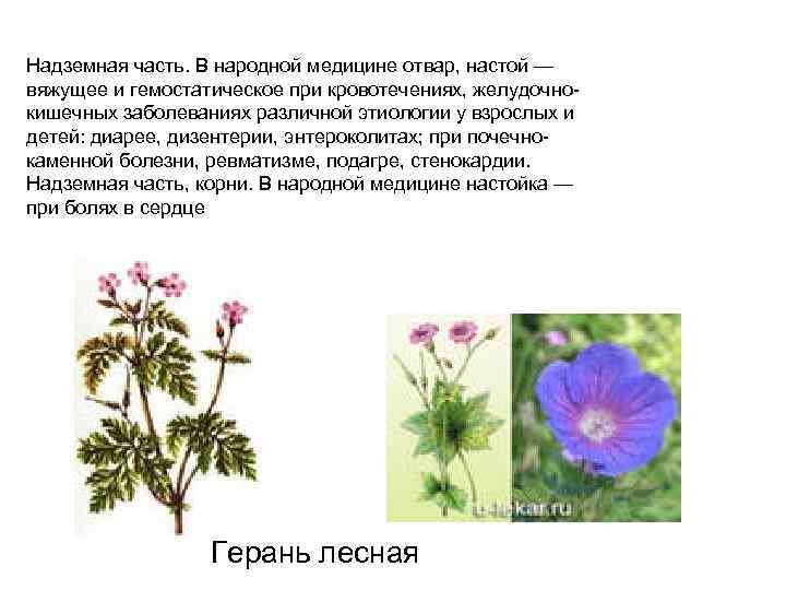 Надземная часть. В народной медицине отвар, настой — вяжущее и гемостатическое при кровотечениях, желудочнокишечных
