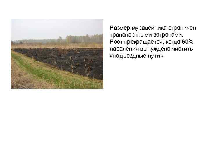 Размер муравейника ограничен транспортными затратами. Рост прекращается, когда 60% населения вынуждено чистить «подъездные пути»