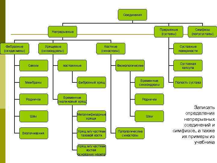 Соединения Прерывные (суставы) Непрерывные Фиброзные (синдесмозы) Хрящевые (синхондрозы) Связки Мембраны Роднички Костные (синостозы) постоянные