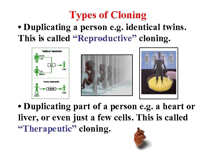 Types of Cloning • Duplicating a person e. g. identical twins. This is called