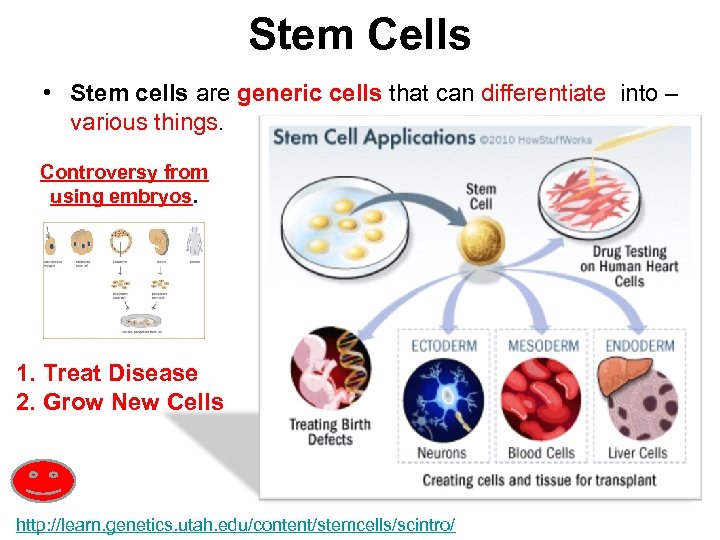 Stem Cells • Stem cells are generic cells that can differentiate into – various