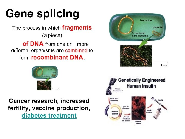 Gene splicing The process in which fragments (a piece) of DNA from one or