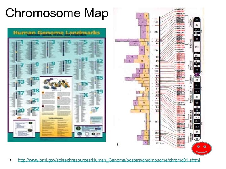 Chromosome Map • http: //www. ornl. gov/sci/techresources/Human_Genome/posters/chromosome/chromo 01. shtml 