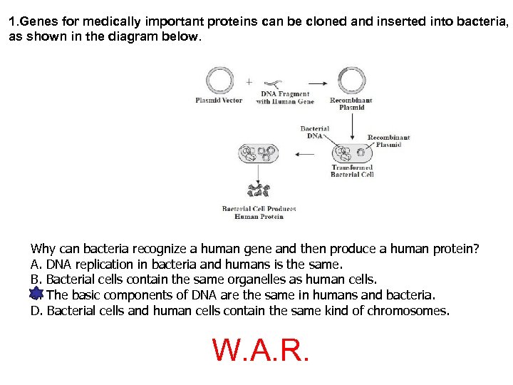 1. Genes for medically important proteins can be cloned and inserted into bacteria, as