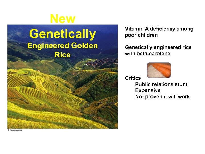 New Genetically Engineered Golden Rice Vitamin A deficiency among poor children Genetically engineered rice