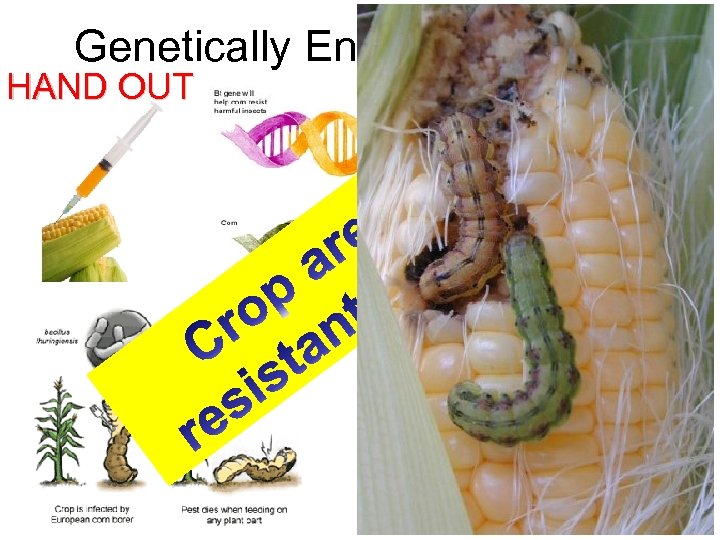 Genetically Engineering Corn HAND OUT 