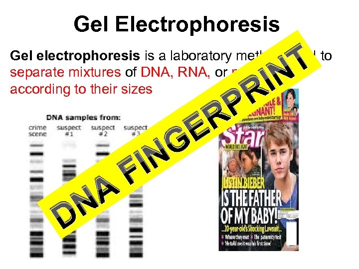 Gel Electrophoresis T N Gel electrophoresis is a laboratory method used to separate mixtures