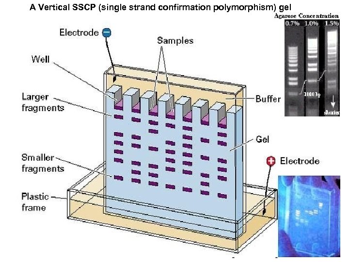 A Vertical SSCP (single strand confirmation polymorphism) gel Gel Electrophoresis 