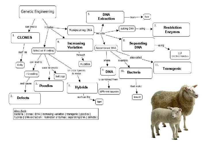 DNA Extraction Restriction Enzymes CLONES Separating DNA Increasing Variation DNA Poodles Defects Hybrids Bacteria