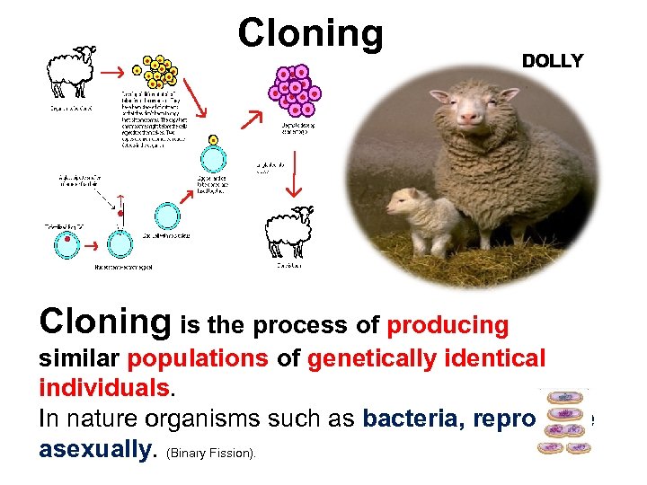 Cloning is the process of producing similar populations of genetically identical individuals. In nature